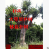 苗木常年供应优质朴树20-40公分朴树野生朴树价格