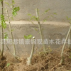 精品造型四季常青风景树对节白蜡 白蜡树桩白椽白栓白蜡椽批发