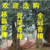 湖北精品全冠香樟树8公分 10公分 12公分 15公分 20公分 25公分等