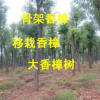 湖北绿化苗木优质香樟树 河南香樟湖南香樟精品香樟树规格齐全