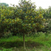 常青树优质全冠广玉兰3公分 5公分 8公分 10公分等苗木花卉价格
