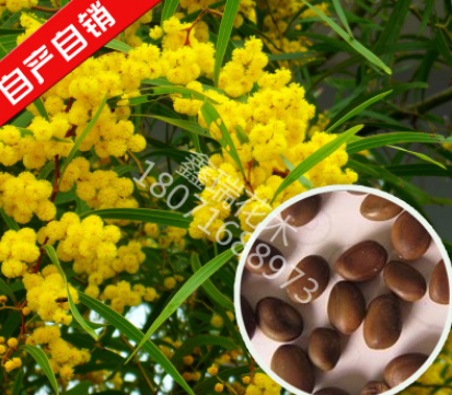 新采相思树种子 红豆 台湾相思树 绿化行道林木苗木植物树种子