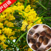 新采相思树种子 红豆 台湾相思树 绿化行道林木苗木植物树种子