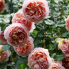 藤本月季蔷薇玫瑰花苗 亚伯拉罕达比 浓香 盆栽月季 小藤本抗寒
