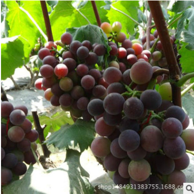 甜蜜蓝宝石葡萄苗多少钱 葡萄苗价格 新品种葡萄苗 。