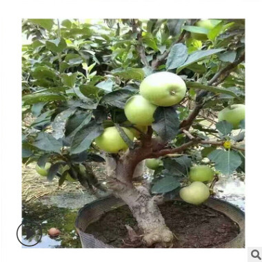 基地直销2公分红嘎啦苹果树 红露苹果树量大优惠