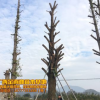 供应 直径80公分银杏树 专业提供广西桂林 银杏树量大价优
