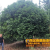 供应 直径25公分桂花树 专业提供广西桂花树量大价优欢迎批发采购