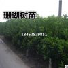 批发珊瑚树/法国冬青 树形好优美健壮成苗活率高