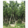 绿化工程香樟木 供应全冠 骨架 截杆 丛生移植香樟树场绿化乔木