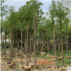 香樟树8分 本地自家种植销售园林绿化工程地苗袋苗乔木厂家供应