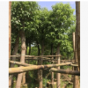 香樟树，多杆，供应各种类型，绿化苗木，移植，厂家直销