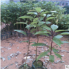 香樟树 香樟 树苗 园林绿化 广场绿化 绿化苗木