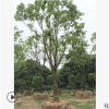 批发18-50公分移植香樟树 基地直销绿化乔木 规格齐全
