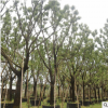 直销行道树香樟苗 园林绿化苗木风景树庭荫树 香樟树大苗 工程苗