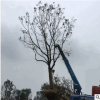 香樟树产地供应胸径15厘米冠幅3.5米园林绿化行道香樟树量大优惠