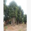 批发大香樟树 30公分移植香樟 丛生香樟 绿化苗木 价格低