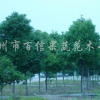 香樟