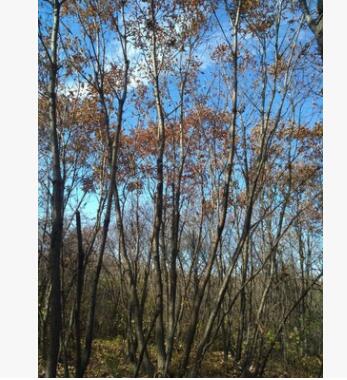 出售园林景观树丛生蒙古栎 批发零售精品特选丛生蒙古栎图3