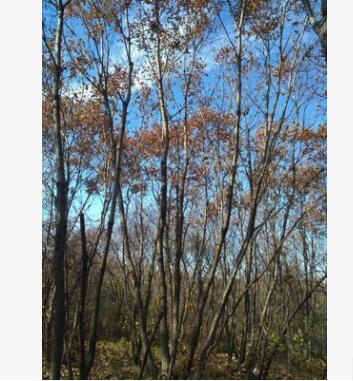 出售园林景观树丛生蒙古栎 批发零售精品特选丛生蒙古栎图2