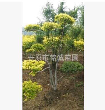 长期批发经销优质金叶榆造型公园景观绿化树厂区单位别墅园区美化图3