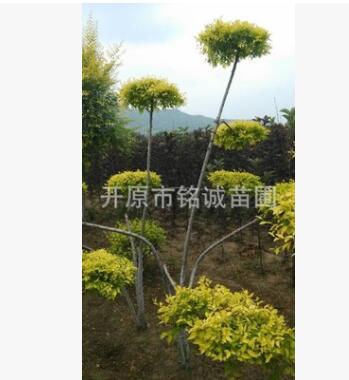 长期批发经销优质金叶榆造型公园景观绿化树厂区单位别墅园区美化图2