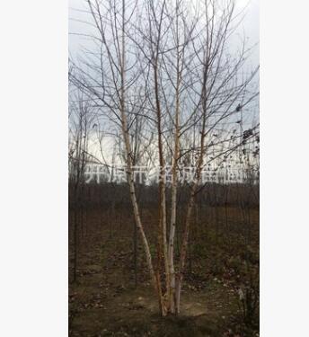 多条白桦树 多分枝白桦图3