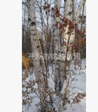 长期批发经销优质金叶糖槭小苗价格优惠规格齐全产地直销图3