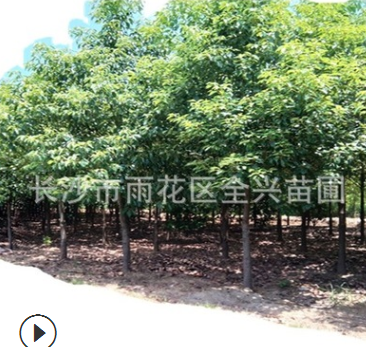 直销行道树香樟树苗 园林绿化乔木风景树庭荫树 香樟树大苗图2