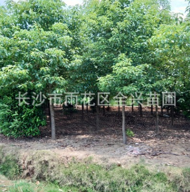 直销行道树香樟树苗 园林绿化乔木风景树庭荫树 香樟树大苗图1