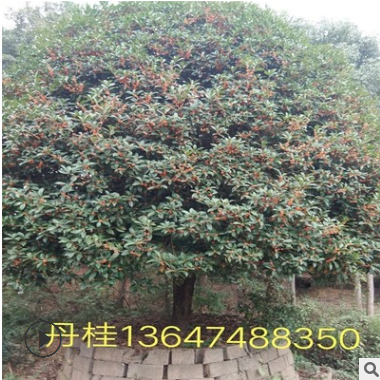 基地直销桂花树八月桂花绿化丹桂 八月桂花树批发桂花树5-25公分图3