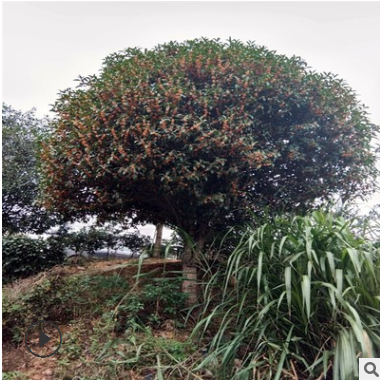 基地直销桂花树八月桂花绿化丹桂 八月桂花树批发桂花树5-25公分图1