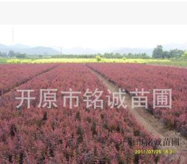 铭诚苗圃供应优质紫叶小檗灌木规格齐全价格