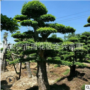 基地批发优质造型榆树 造形榆树桩 榆树古桩 湖南专供乔木图2