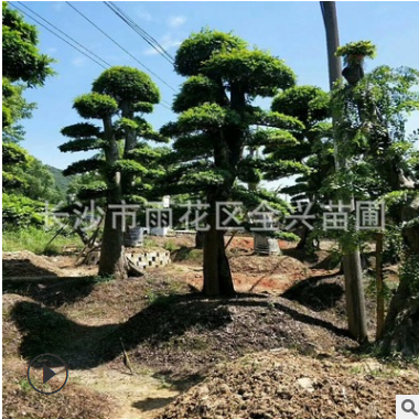 基地批发优质造型榆树 造形榆树桩 榆树古桩 湖南专供乔木图3
