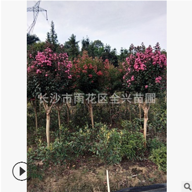 批发红花紫薇 粉花紫薇苗 紫薇树 庭院绿化植物 当年开红花图2