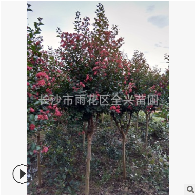 批发红花紫薇 粉花紫薇苗 紫薇树 庭院绿化植物 当年开红花图3