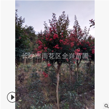 批发红花紫薇 粉花紫薇苗 紫薇树 庭院绿化植物 当年开红花图1