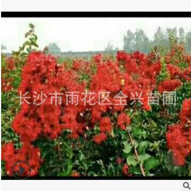 基地直销造型紫薇树桩 嫁接紫薇 百日红树桩 红火箭 丛生紫薇图3