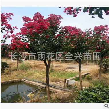 基地直销造型紫薇树桩 嫁接紫薇 百日红树桩 红火箭 丛生紫薇图2