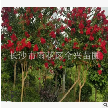 基地直销造型紫薇树桩 嫁接紫薇 百日红树桩 红火箭 丛生紫薇图1