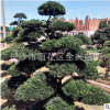 罗汉松价格 罗汉松品种 造型罗汉松 尽在湖南全兴苗圃