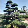 罗汉松价格 罗汉松品种 造型罗汉松 尽在湖南全兴苗圃