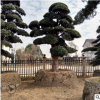 大型罗汉松造型基地直销各种规格的罗汉松造形树土球发货包成活