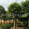 苗圃基地现货批发绿化苗圃 乐昌含笑 湖南苗木 量大从优
