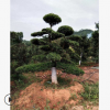 罗汉松培植基地 大量供应地经10cm15cm20cm的造型罗汉松 包栽包活