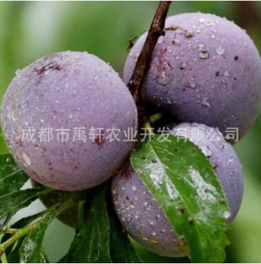 果树苗木五月脆李子苗 脆红 青脆李 蜂糖李子苗 冰糖李子树苗图3