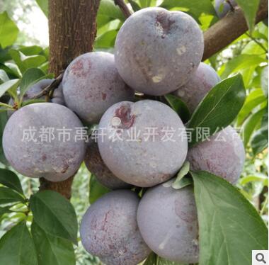 果树苗木五月脆李子苗 脆红 青脆李 蜂糖李子苗 冰糖李子树苗图2