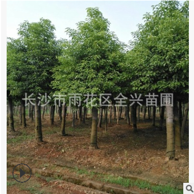 基地直销行道专用香樟树园林绿化木工程小叶香樟量大从优