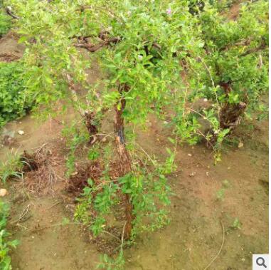 金银花苗木绿科园艺树形苗木盆景盆栽藤本植物木质树状四季金银花图2